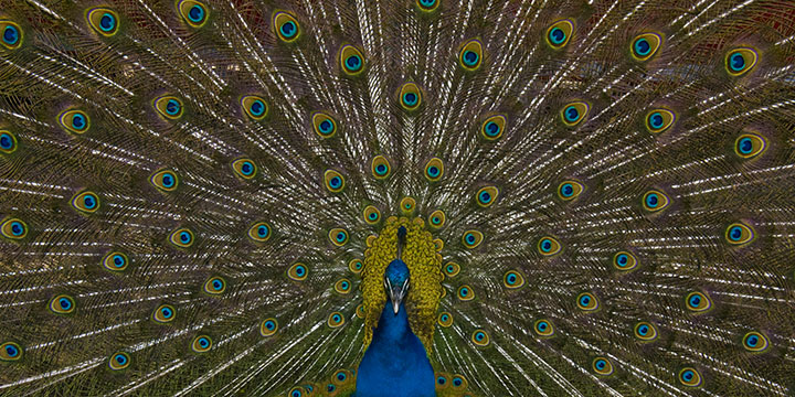 peacock