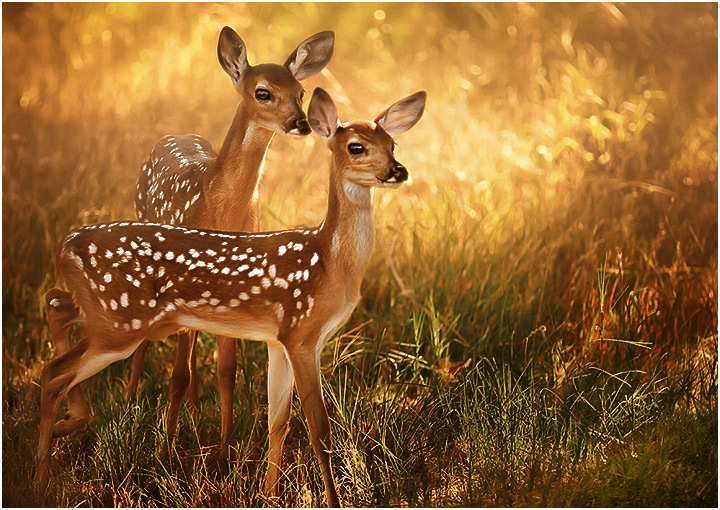 The Fawns of Dawn