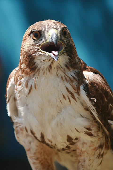 Falconry