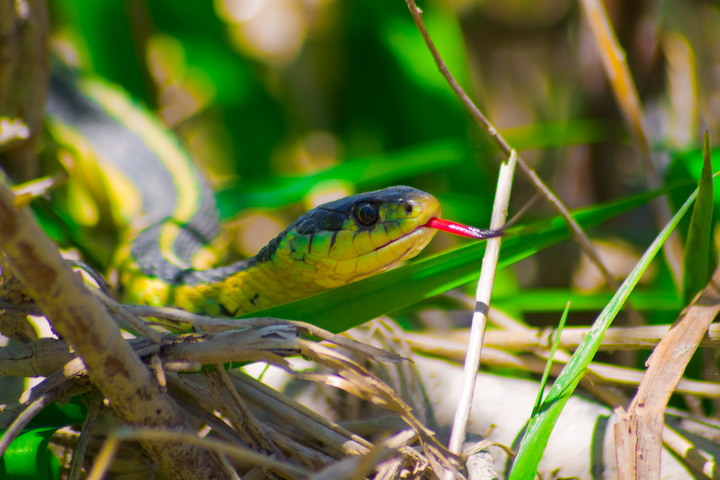 Snake In Grass