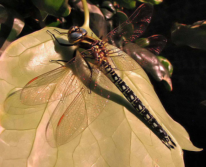 Afternoon Visitor