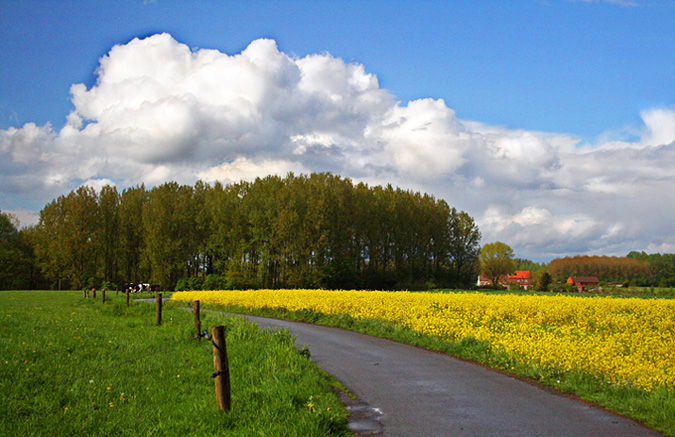 Spring Fields