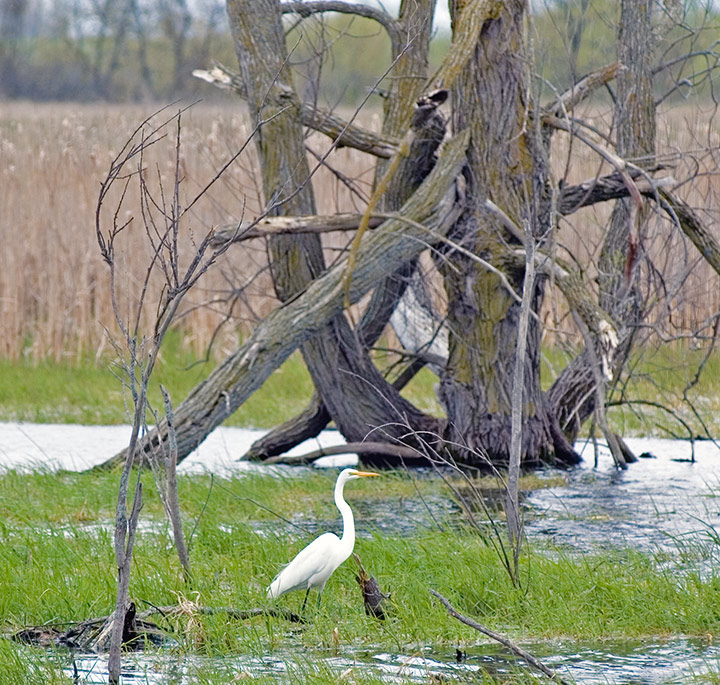 Egret