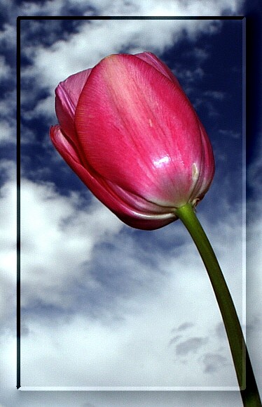 Single Pink Tulip