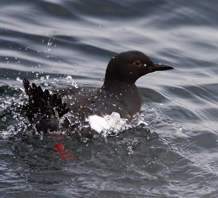 Pigeon Guillemot bathing