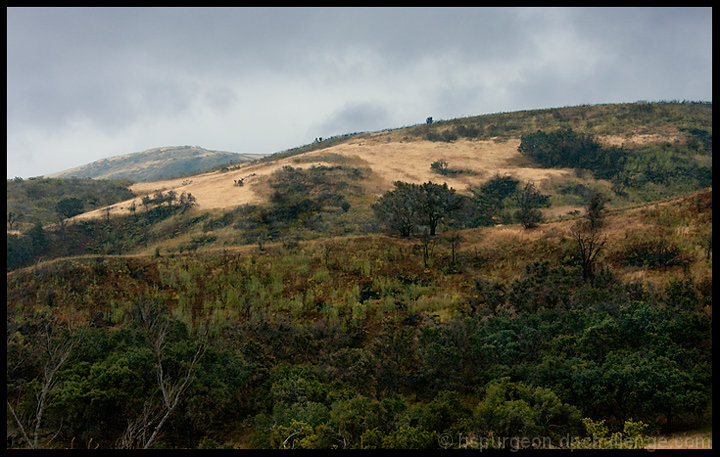 Wildfire Regrowth Under Spring Storm, Santiago Canyon, CA