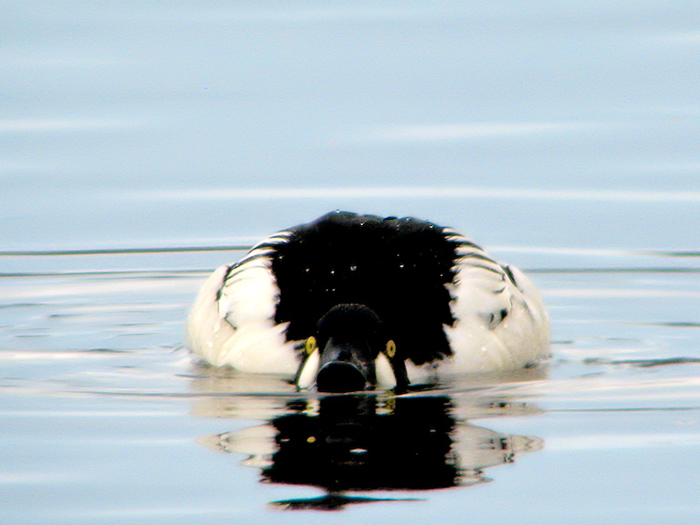 Goldeneye