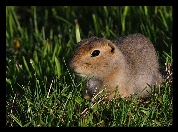 Morning  Rodent