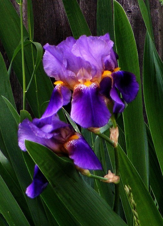 Iris