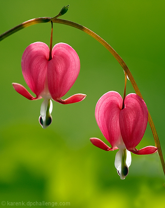 Bleeding Hearts