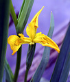 Golden Hybrid Iris