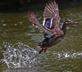 Ducks Enjoy Flying