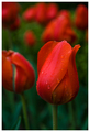 Red Soaked Tulip