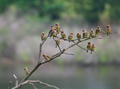 A Bunch of Cedar Waxwings