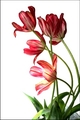 Red-Striped Tulips