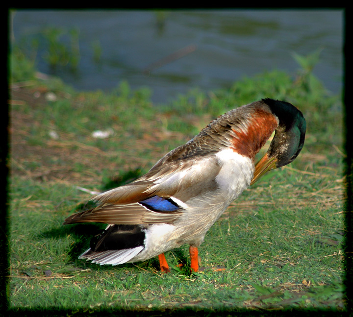 Oblivious Preening Quacker
