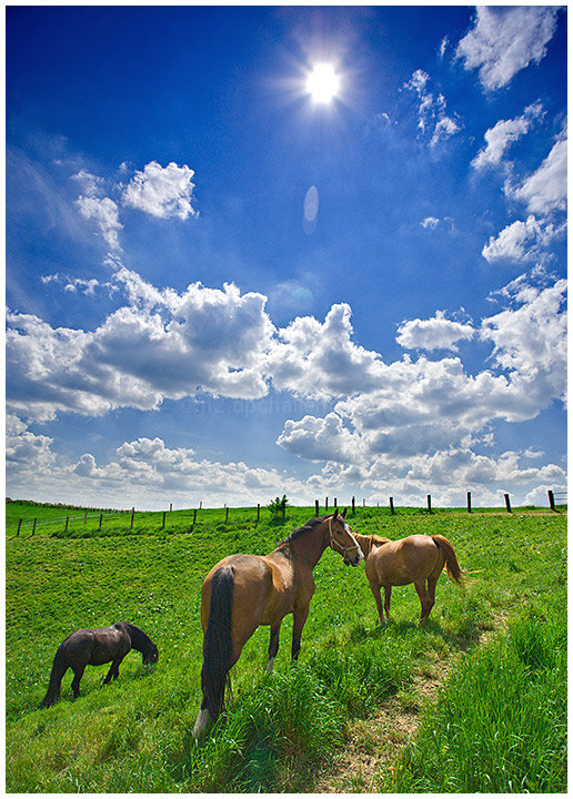 Amazingly Bountiful Clouds Drifting Eastward, Frolicsomely Grazing Horses Intriguingly Juxtaposed