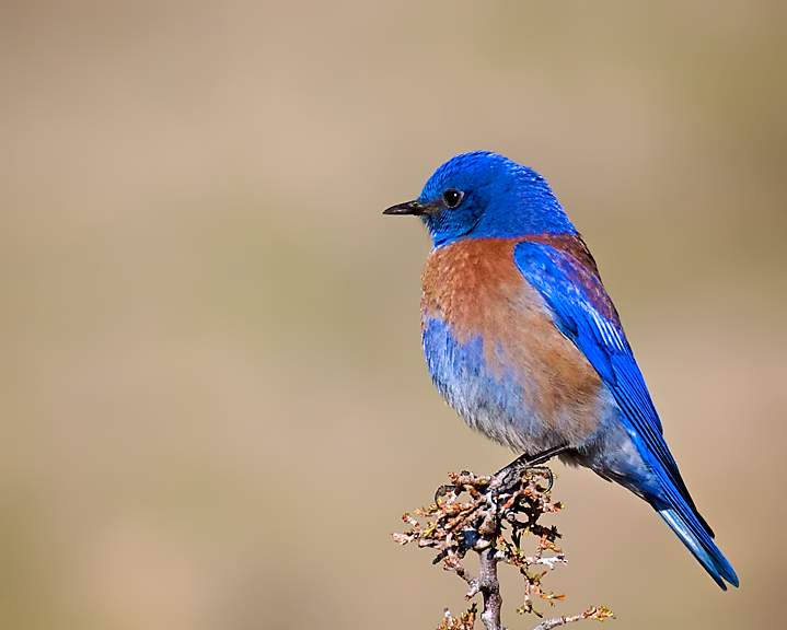 Bluebird Contemplates Dinner