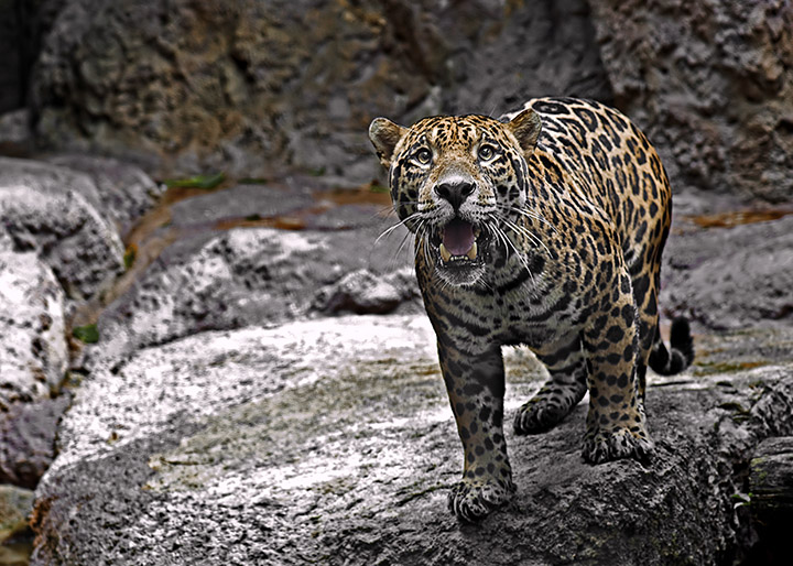 Absolutely Beautiful Cat