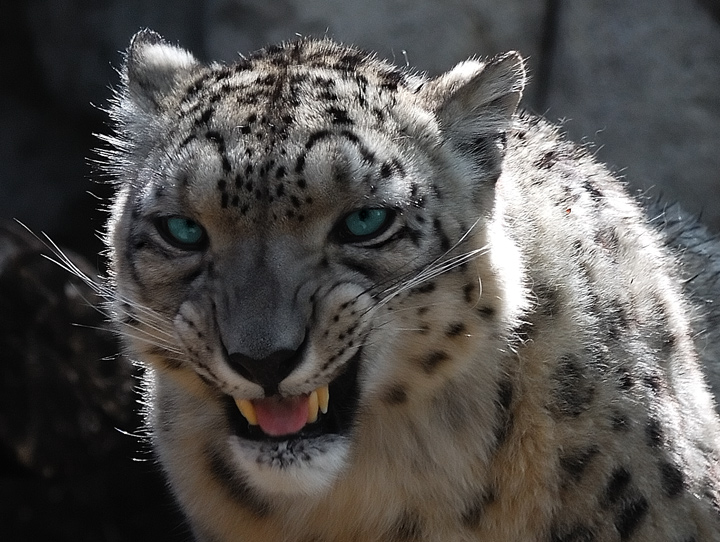 A Bit Cranky