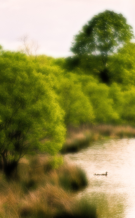Quietly Restful Sanctuary