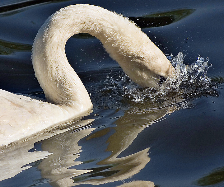 Reflected Swan's Thirst