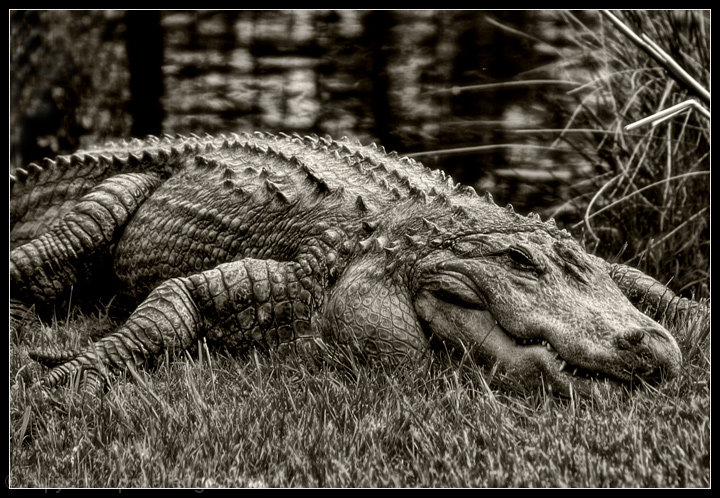Quaint Reptilian Smirk