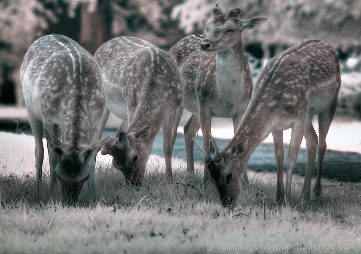 Blissfully Contented Deer