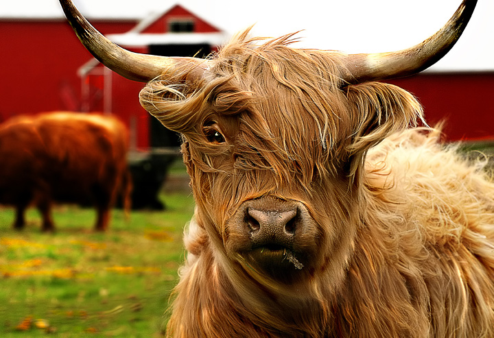 Bovines Country Domain