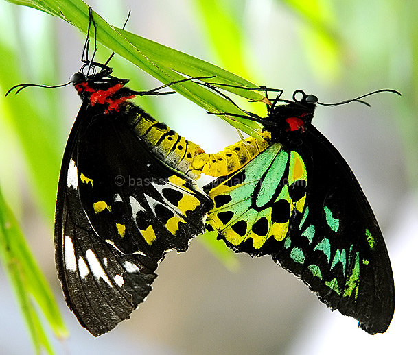Amorous Butterfly Couple