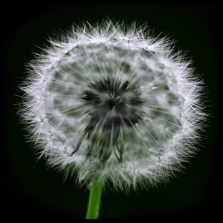 dandelions ethereal fringe