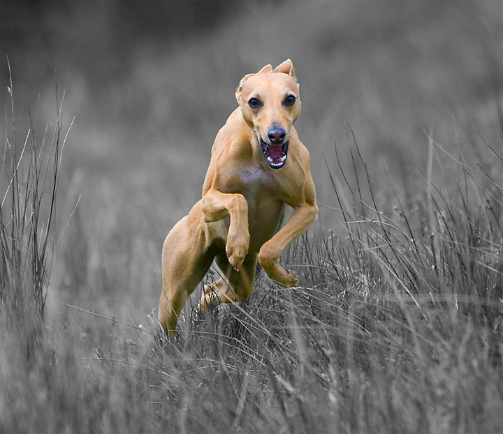 Unbelievably Volatile Whippet