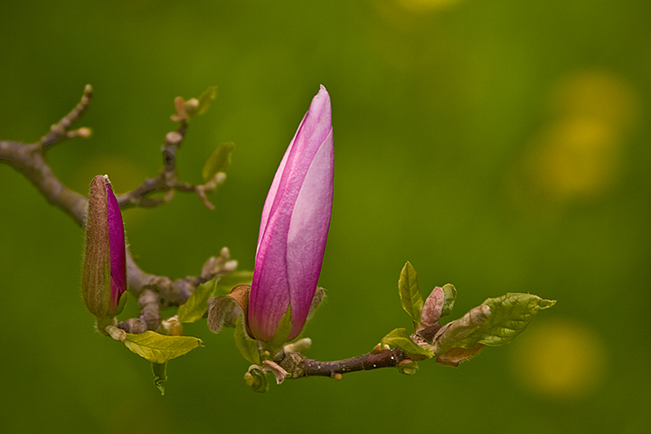 MAGNOLIA "NIMBUS" OBAVATA