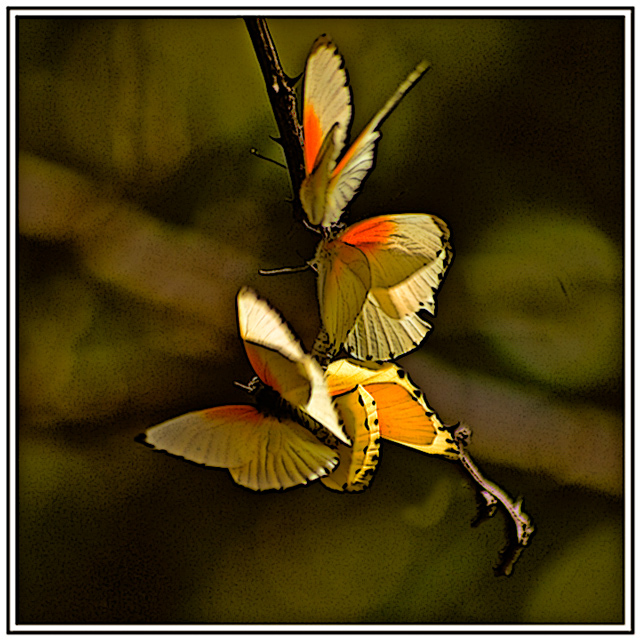 A Butterfly Convention