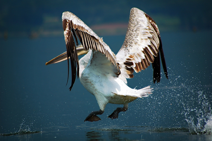 Bird Can Dance!!