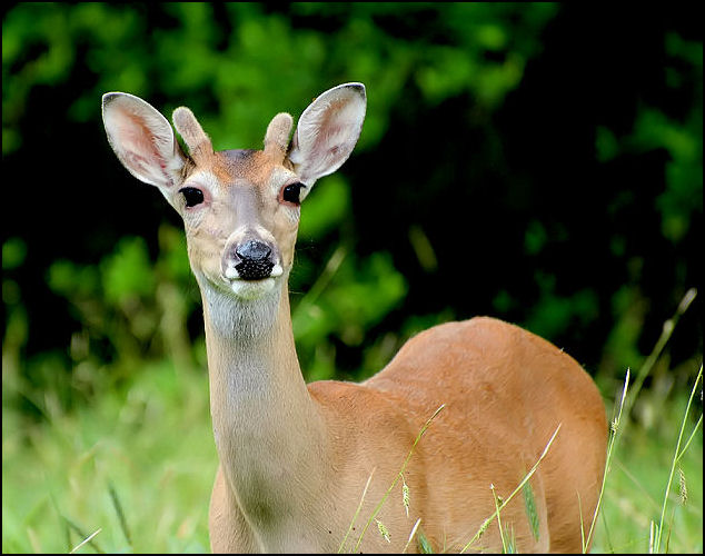 Close Deer Encounter