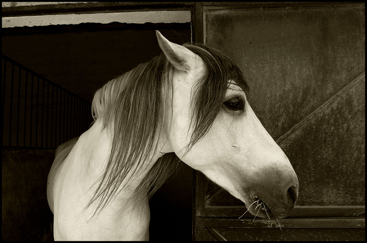 Contently Dining Equine