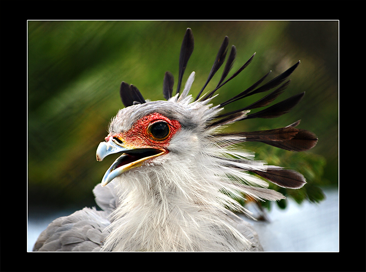 A Bird's Crown