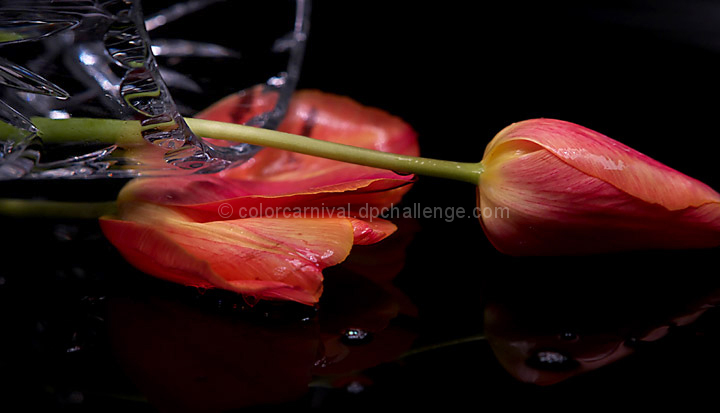 Tulip Under Vase