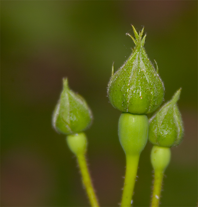 Buds Can Dance!