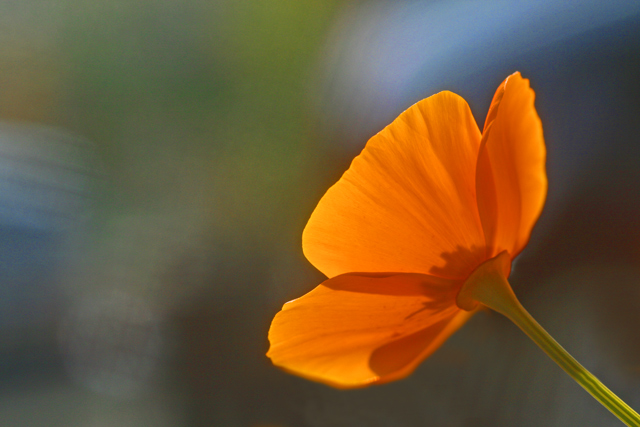 Dazzling Ethereal Flower