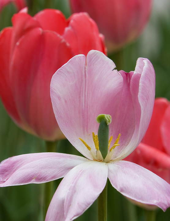 Sublime Tulip Unfolding