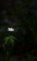 Flower in the dark