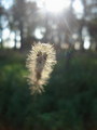 Sun rays
