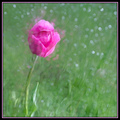 Soft spring rain