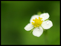 wild strawberry flower