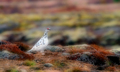 Wildlife (Ptarmigan)