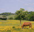 Springtime grazing