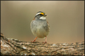 White-Throated Sparrow