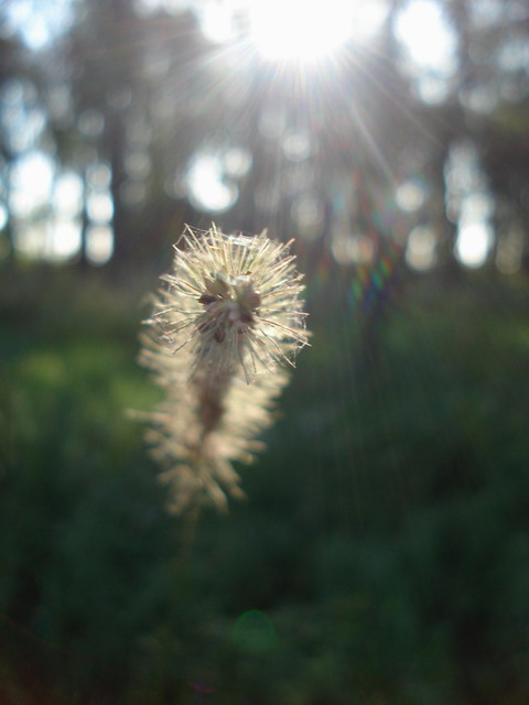 Sun rays